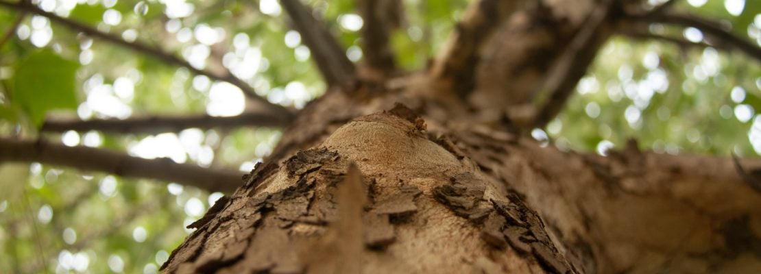 O que madeireiras tentam esconder atrás de planos de manejos e ampliação de domínio sob concessão - News Rondônia