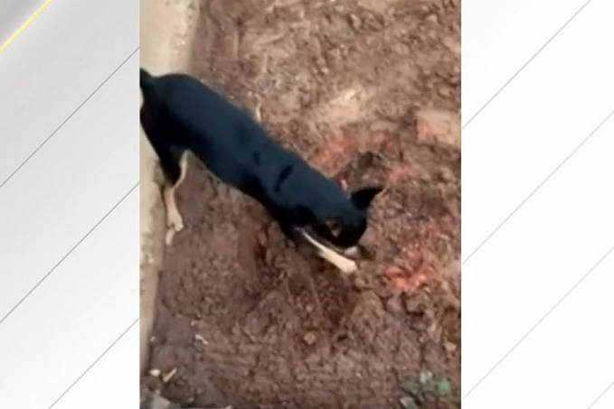 X9 - Cachorro entrega à polícia onde traficante enterrava a droga; veja vídeo - News Rondônia