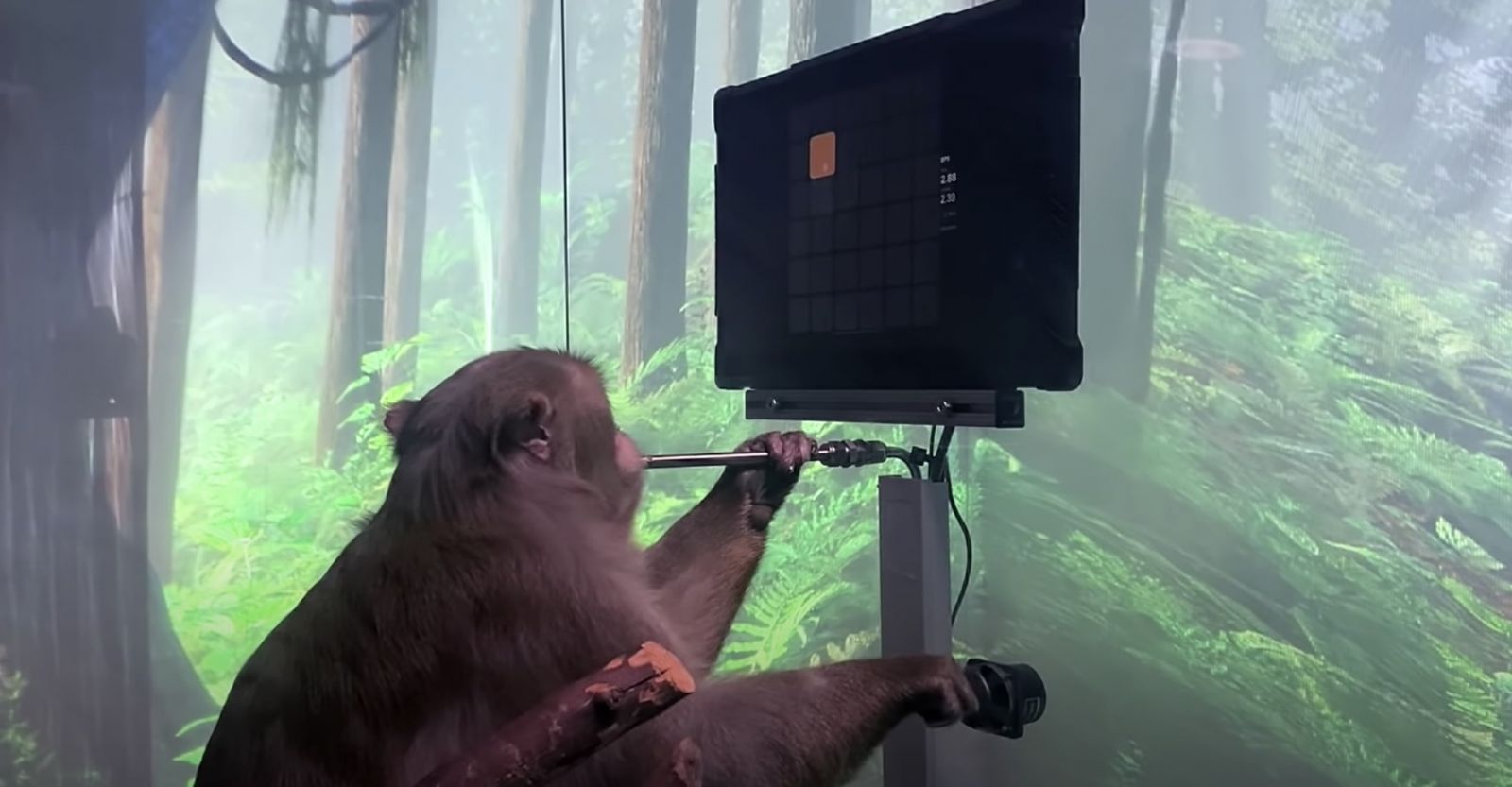 VÍDEO: Empresa de Elon Musk mostra macaco jogando videogame com a mente - News Rondônia