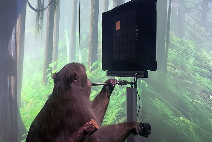 VÍDEO: Empresa de Elon Musk mostra macaco jogando videogame com a mente - News Rondônia