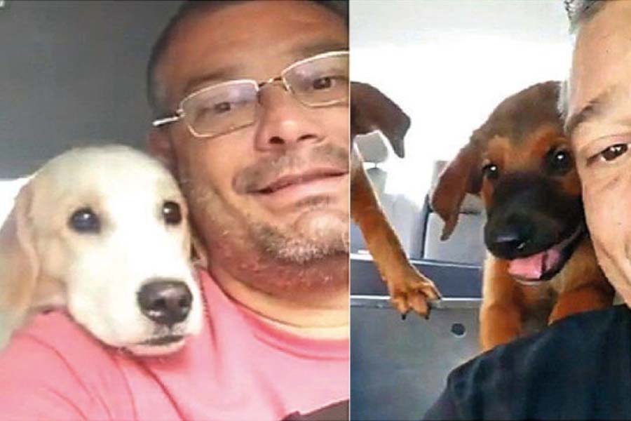 Taxi Dog faz vídeos fofos ao lado dos passageiros caninos e viraliza - News Rondônia