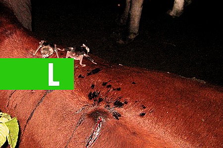 AGÊNCIA IDARON ALERTA CONTRA ATAQUES DE MORCEGOS HEMATÓFAGOS; RONDÔNIA TEVE TRÊS CASOS DE RAIVA EM 2017 - News Rondônia