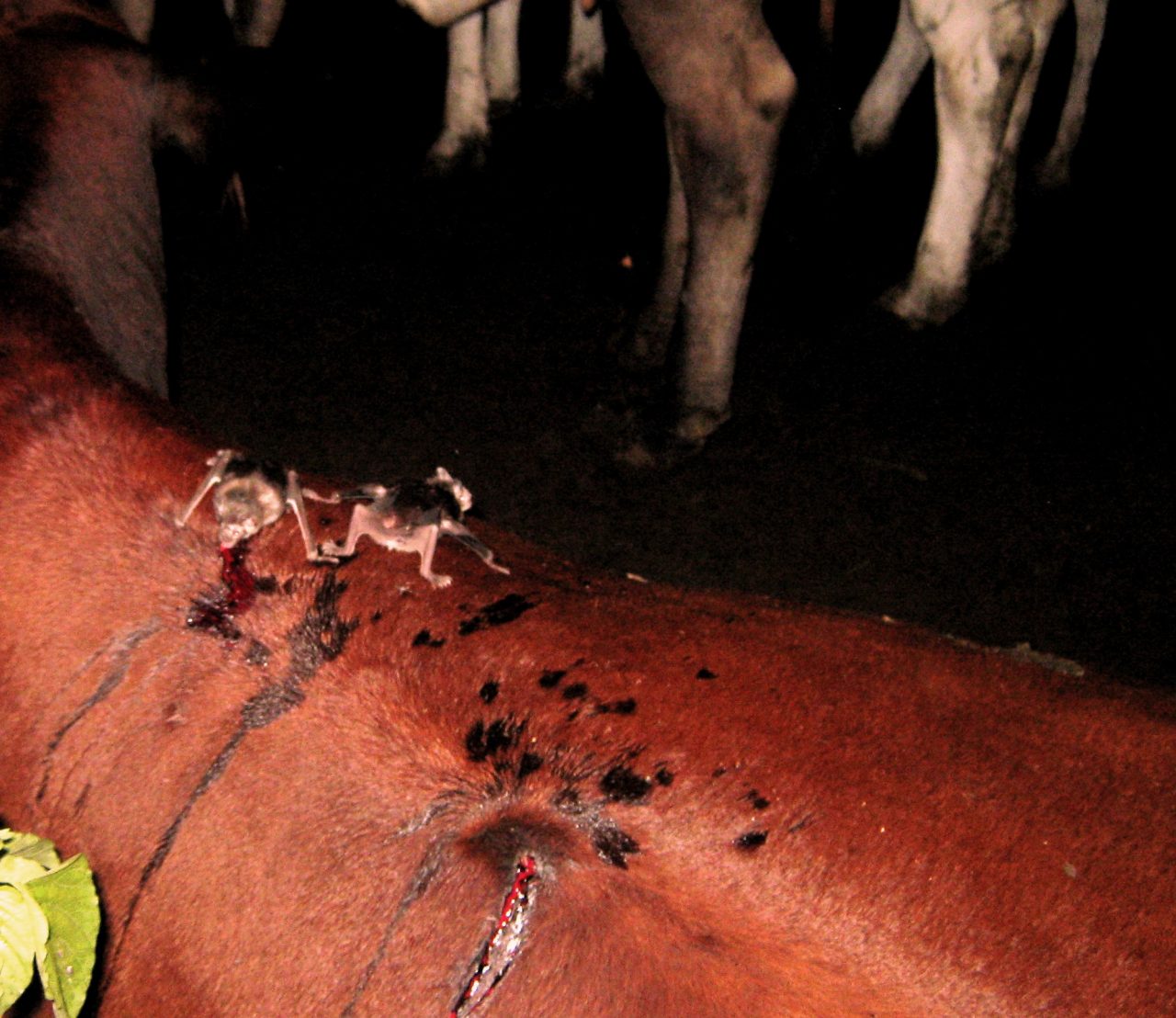 AGÊNCIA IDARON ALERTA CONTRA ATAQUES DE MORCEGOS HEMATÓFAGOS; RONDÔNIA TEVE TRÊS CASOS DE RAIVA EM 2017 - News Rondônia