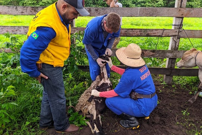 Servidores da Idaron dão apoio ao serviço veterinário oficial da Bolívia e vacinam rebanhos contra a raiva dos herbívoros - News Rondônia