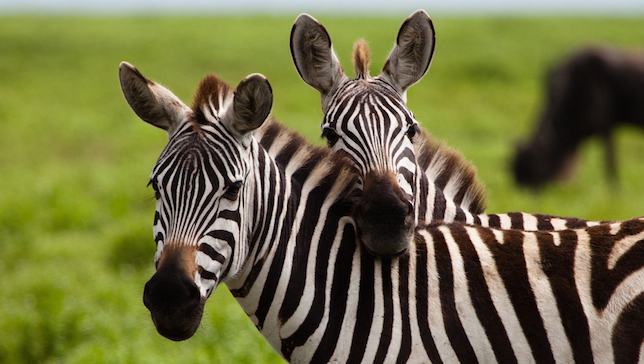 ZOOLÓGICO É ACUSADO DE PINTAR BURRO PARA PARECER ZEBRA - News Rondônia