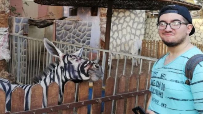ZOOLÓGICO É ACUSADO DE PINTAR BURRO PARA PARECER ZEBRA - News Rondônia