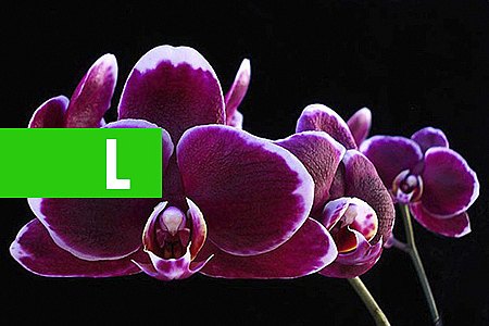 DICAS PARA TER ORQUÍDEAS FLORIDAS POR MAIS TEMPO - News Rondônia