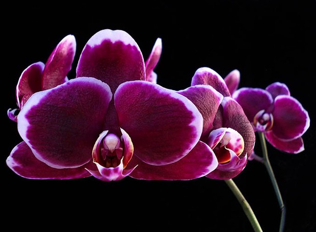 DICAS PARA TER ORQUÍDEAS FLORIDAS POR MAIS TEMPO - News Rondônia