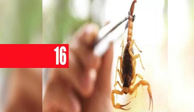 COM PICADA DE ESCORPIÃO BEBÊ MORRE DE PARADA CARDIORRESPIRATÓRIA - News Rondônia