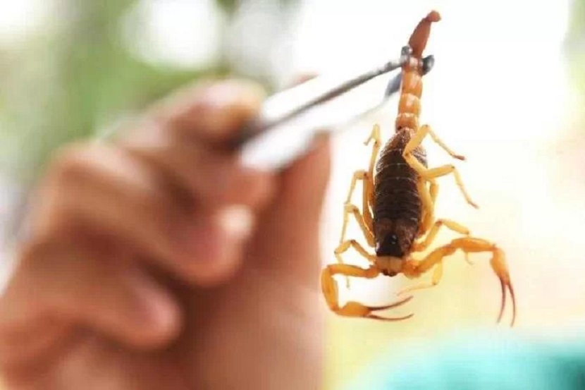 COM PICADA DE ESCORPIÃO BEBÊ MORRE DE PARADA CARDIORRESPIRATÓRIA - News Rondônia
