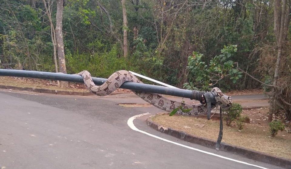 JIBÓIA DE MAIS DE DOIS METROS É VISTA EM PARQUE; SEMA FAZ ALERTA 'É O HABITAT DELA' - FOTOS - News Rondônia