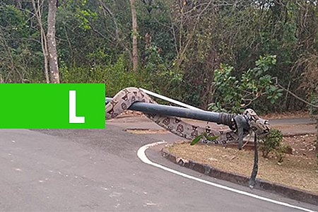 JIBÓIA DE MAIS DE DOIS METROS É VISTA EM PARQUE; SEMA FAZ ALERTA 'É O HABITAT DELA' - FOTOS - News Rondônia