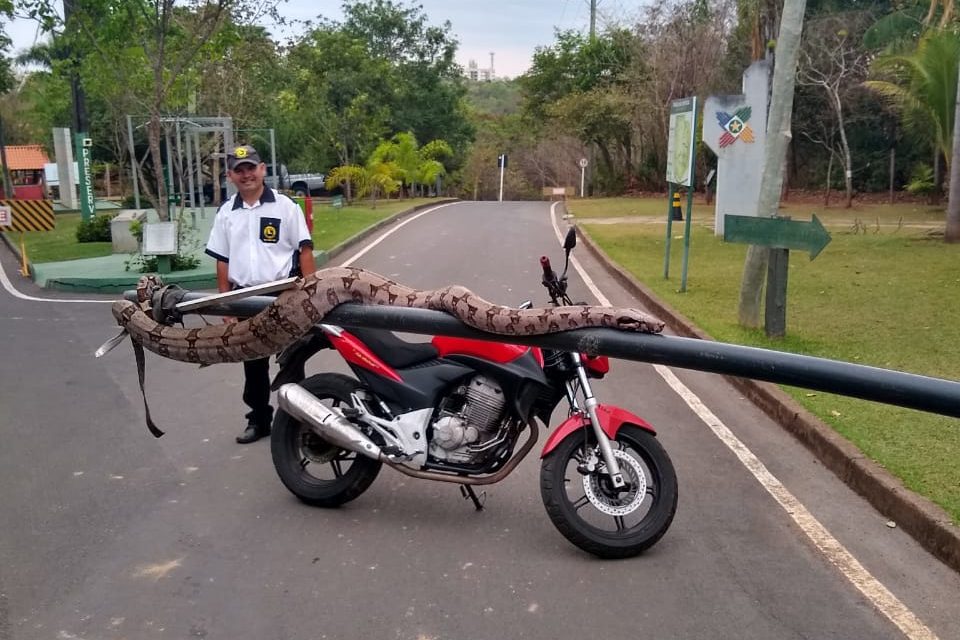 JIBÓIA DE MAIS DE DOIS METROS É VISTA EM PARQUE; SEMA FAZ ALERTA 'É O HABITAT DELA' - FOTOS - News Rondônia