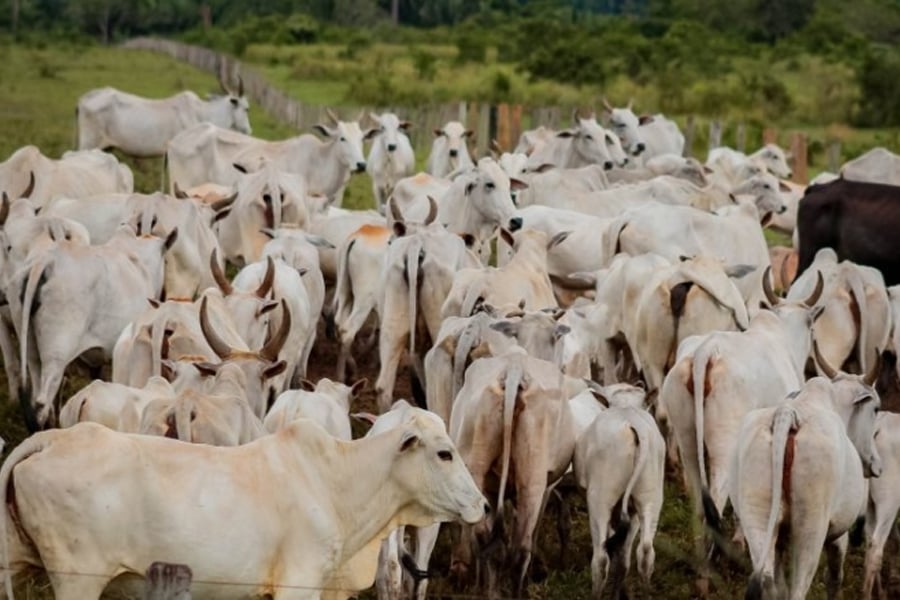 Idaron prorroga até o dia 10 de dezembro o prazo para declaração de rebanhos - News Rondônia
