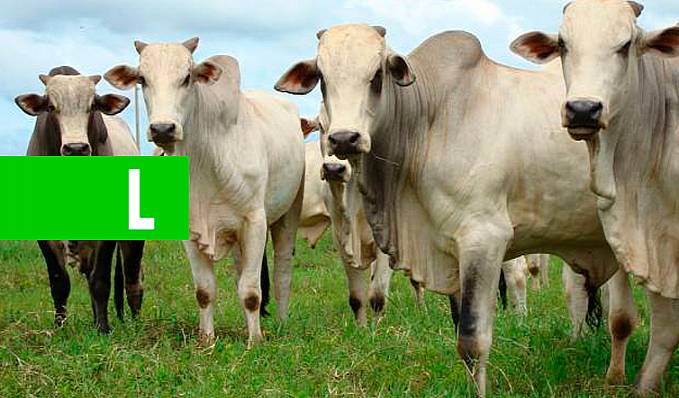 Governo de Rondônia identifica pendências milionárias de ICMS com saída de gado do Estado - News Rondônia