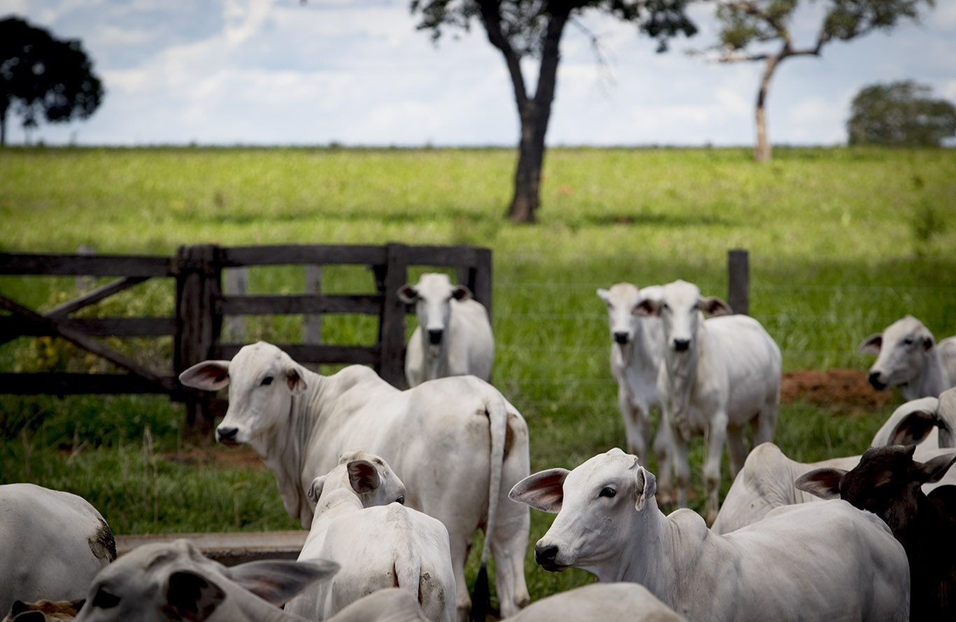 ARROBA DO BOI: COMO É CALCULADA? - News Rondônia