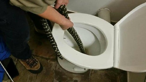 MULHER É PICADA POR COBRA AO USAR VASO SANITÁRIO - News Rondônia