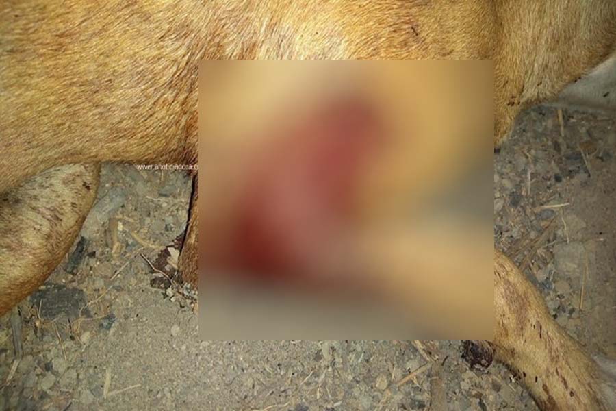 Homem mata cachorro a tiros e ameaça vizinho de morte na zona rural - News Rondônia