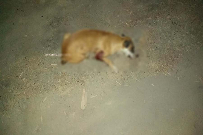 Homem mata cachorro a tiros e ameaça vizinho de morte na zona rural - News Rondônia
