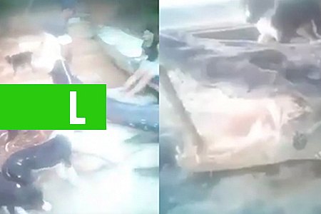 VÍDEO MOSTRA ENORME MONSTRO DOS RIOS CAPTURADO E ABATIDO POR RIBEIRINHOS - News Rondônia