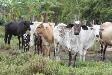 QUATRO DÉCADAS DEPOIS, AGÊNCIA BANCÁRIA TAMBÉM CELEBRA PUJANÇA DE ARIQUEMES - News Rondônia