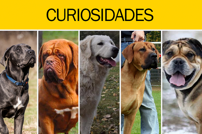 Cinco raças de cães proibidas e perigosas - News Rondônia