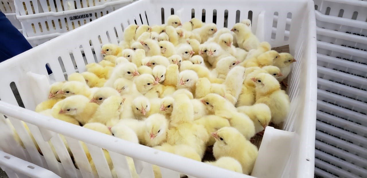 AGRONEGÓCIO: Produção de aves em Rondônia deve expandir e alavancar a agricultura familiar - News Rondônia