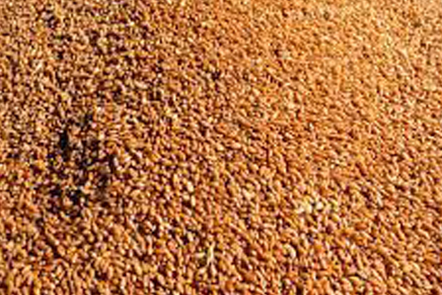 Conab acompanha estimativa de produção recorde de grãos de 271,7 milhões de toneladas com soja e milho à frente - News Rondônia