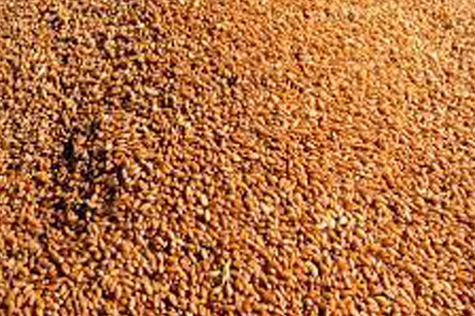 Conab acompanha estimativa de produção recorde de grãos de 271,7 milhões de toneladas com soja e milho à frente - News Rondônia