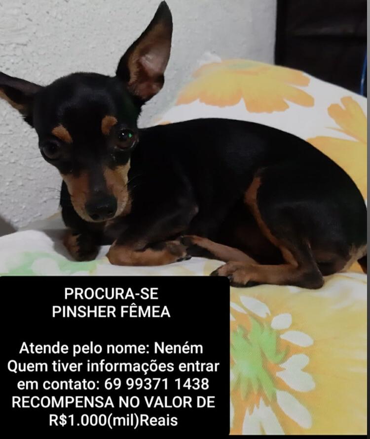 PROCURA-SE PINSHER FÊMEA - News Rondônia