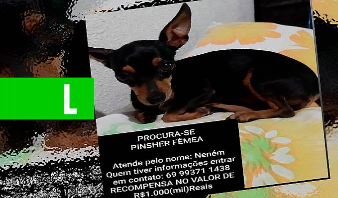 PROCURA-SE PINSHER FÊMEA - News Rondônia