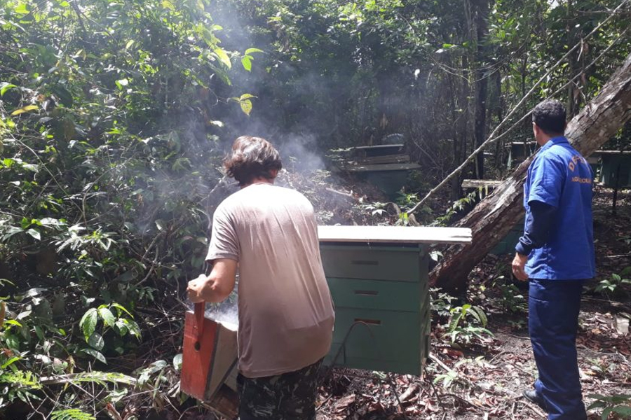 Técnicos da Idaron inspecionam área apícola em Candeias do Jamari para prevenção do besouro das colmeia - News Rondônia