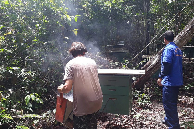 Técnicos da Idaron inspecionam área apícola em Candeias do Jamari para prevenção do besouro das colmeia - News Rondônia