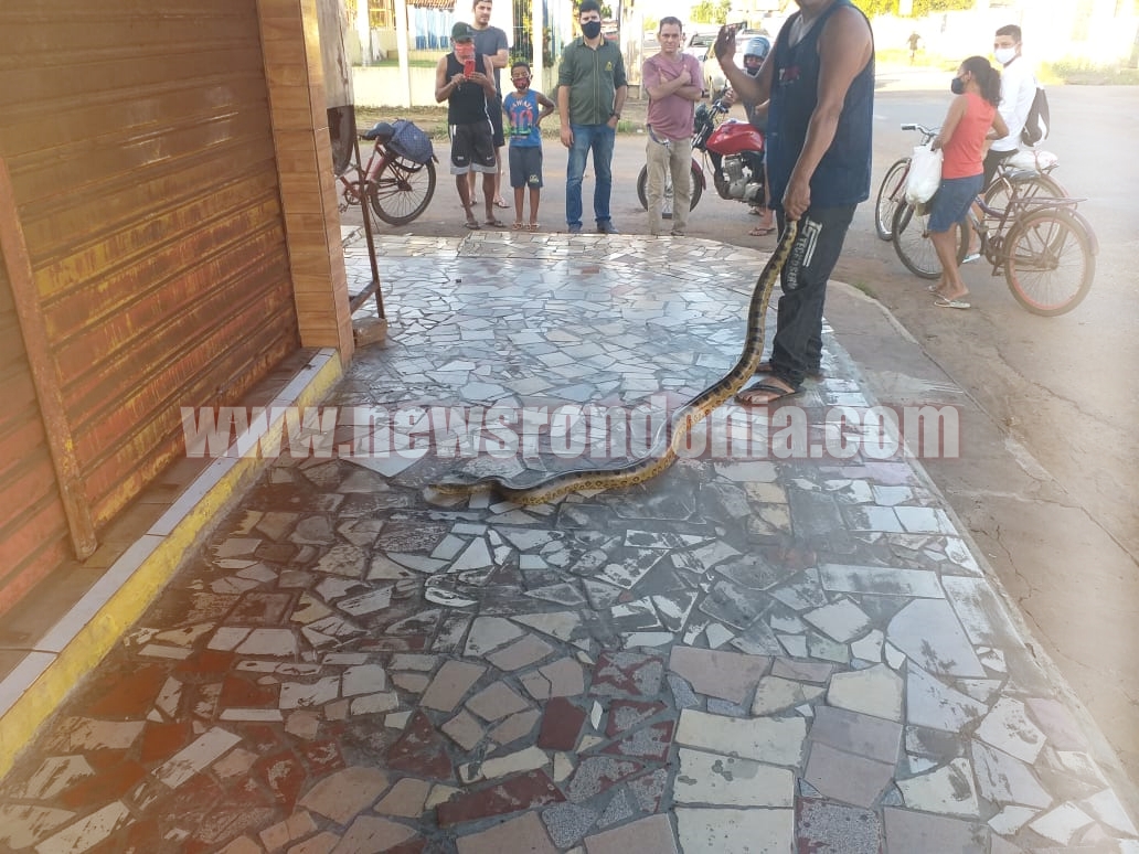 COBRA SUCURI APARECE NO PERÍMETRO URBANO DA CAPITAL E ASSUSTA MORADORES (VÍDEO) - News Rondônia