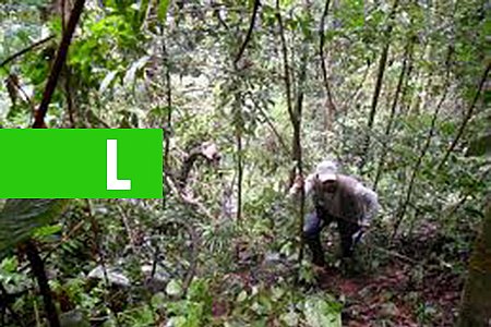 RESULTADO PRELIMINAR DE LEVANTAMENTO FLORESTAL EM RONDÔNIA SERÁ APRESENTADO HOJE EM PORTO VELHO - News Rondônia