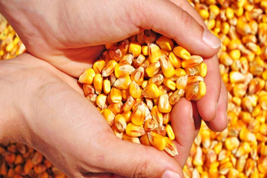 Compra de até 200 mil toneladas de milho atenderá pequenos criadores do país - News Rondônia