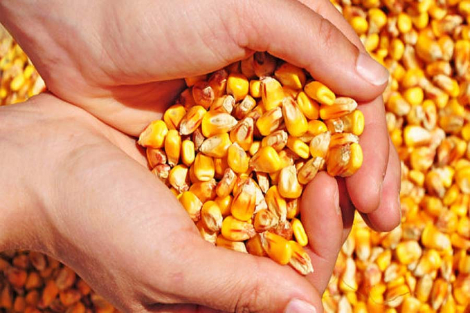 Compra de até 200 mil toneladas de milho atenderá pequenos criadores do país - News Rondônia