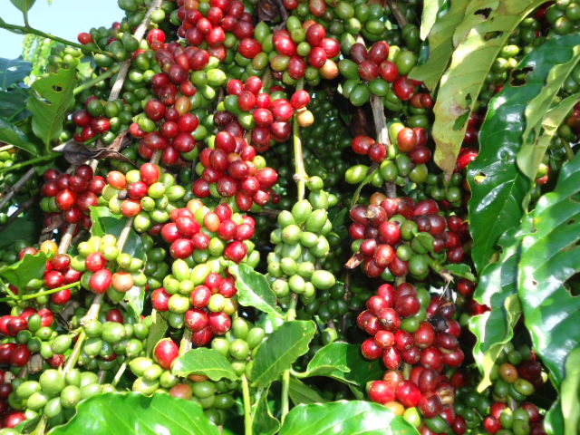 PERÍODO OFICIAL DA COLHEITA DO CAFÉ SE APROXIMA E SECRETARIA DE AGRICULTURA ORIENTA PRODUTORES DE RONDÔNIA - News Rondônia