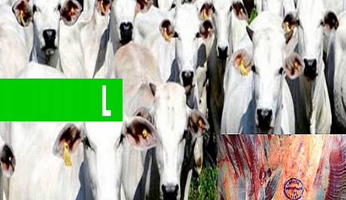 Denúncia de sonegação: venda de gado a outros estados supera perdas de 25 milhões de reais ao estado - News Rondônia