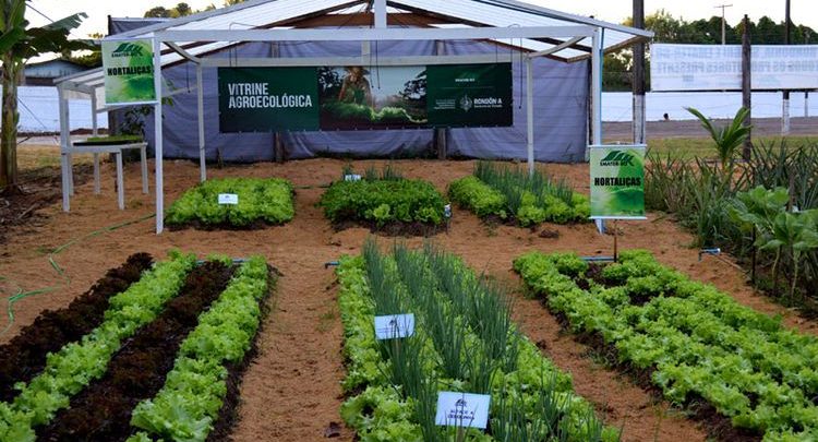 SUSTENTABILIDADE - Evento online vai debater a produção e comercialização de produtos na 3ª Semana de Agroecologia em Rondônia - News Rondônia