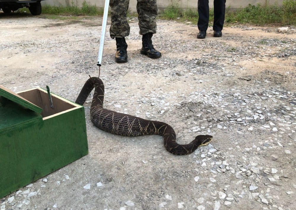 JARARACUÇU: HOMEM BRINCA COM COBRA E LEVA A PIOR - VEJA VÍDEO - News Rondônia