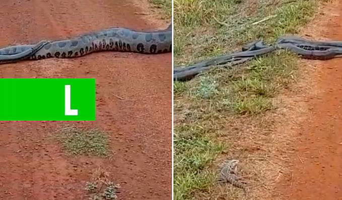 Vídeo de sucuri gigante rodeada de serpentes impressiona; biólogo explica - News Rondônia