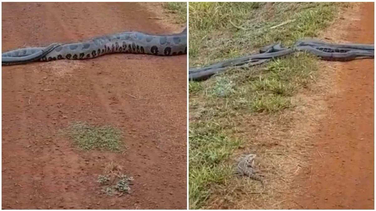 Vídeo de sucuri gigante rodeada de serpentes impressiona; biólogo explica - News Rondônia