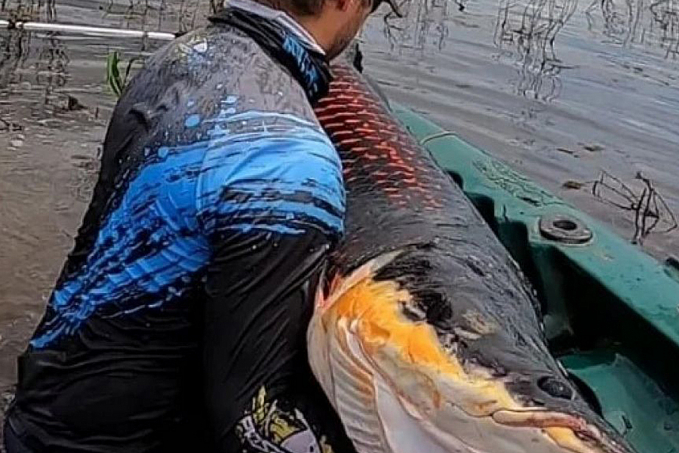 Pescador Fábio Fregona grava luta contra pirarucu de 2m e 100 kg em Jaci-Paraná - News Rondônia