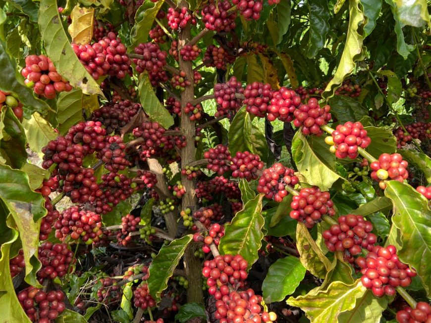 CONCAFÉ - Inscrições do 5º Concurso de Qualidade e Sustentabilidade do Café de Rondônia encerram nesta sexta-feira, 21 - News Rondônia