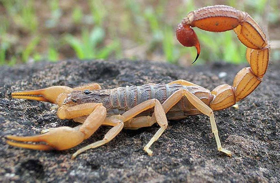 CRIANÇA MORRE APÓS SER PICADA POR ESCORPIÃO ENQUANTO DORMIA EM SÃO PAULO - News Rondônia