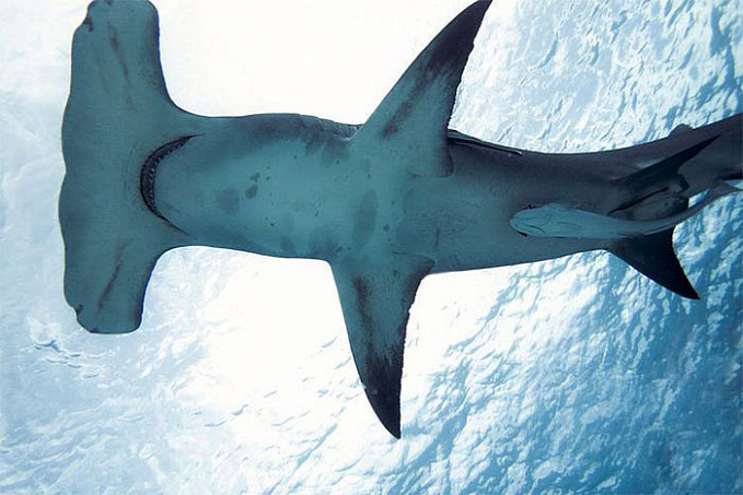 VÍDEO: Espécie rara de tubarão-martelo é avistada no litoral da Paraíba - News Rondônia