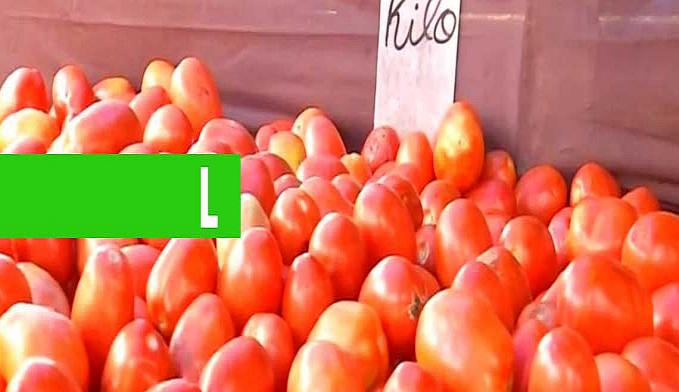 BOLETIM DA CONAB MOSTRA QUEDA DE PREÇOS DA CEBOLA E ANIMA CONSUMIDORES - News Rondônia