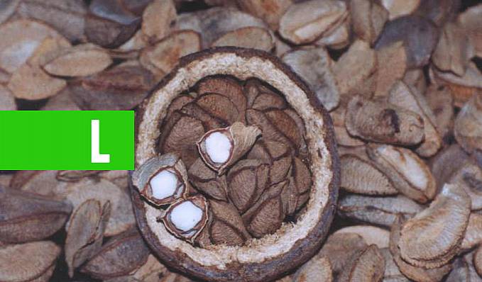 DESENVOLVIMENTO - Governo discute ações de fortalecimento para a produção e comercialização da castanha-do-brasil em Rondônia - News Rondônia