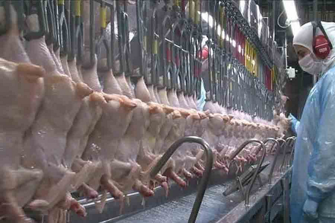 Exportações de carne de frango têm alta na receita de 4,8% em 2021 - News Rondônia